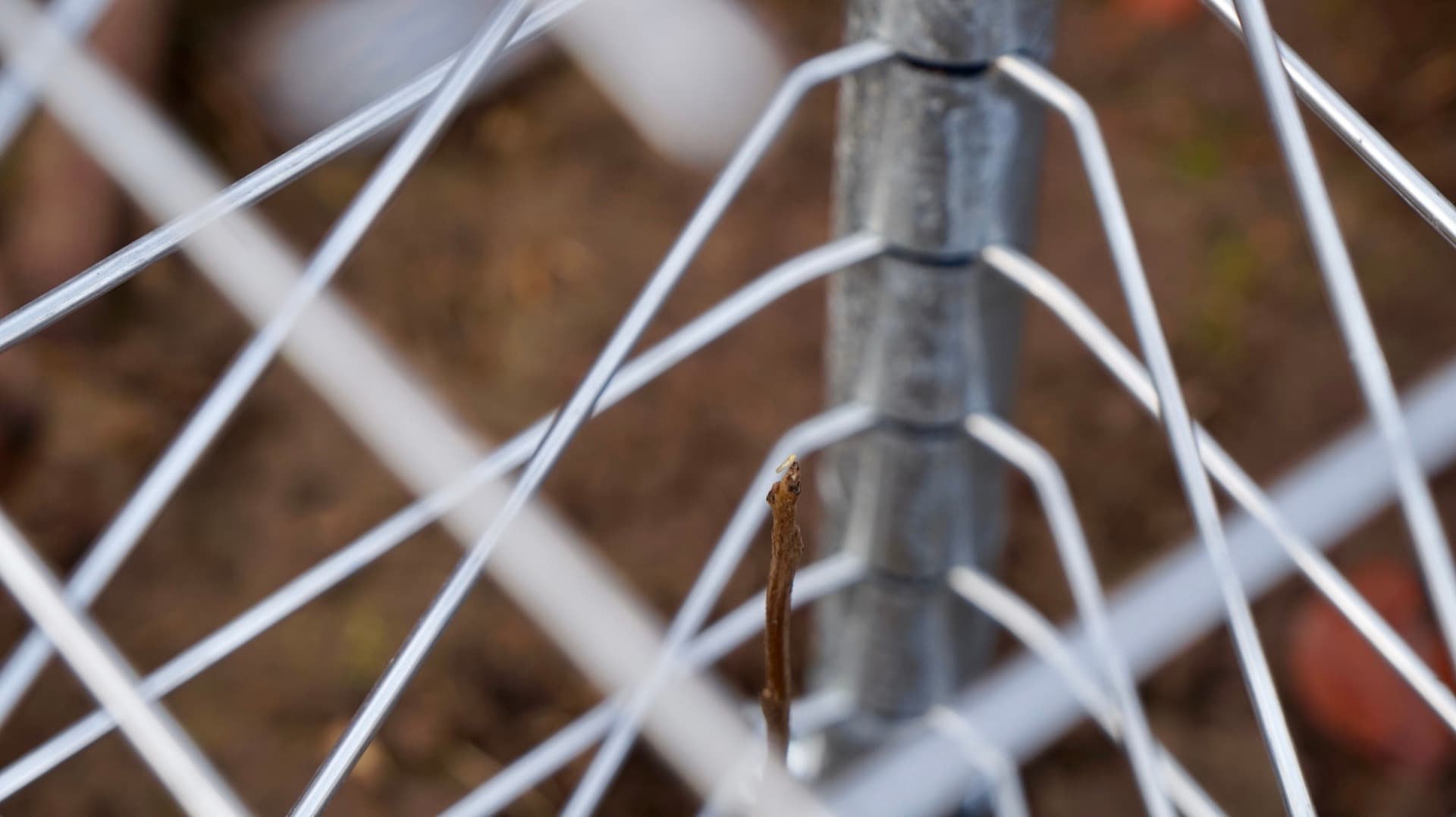 Geschützte Jungpflanze im FormaWerk Einzelschützer