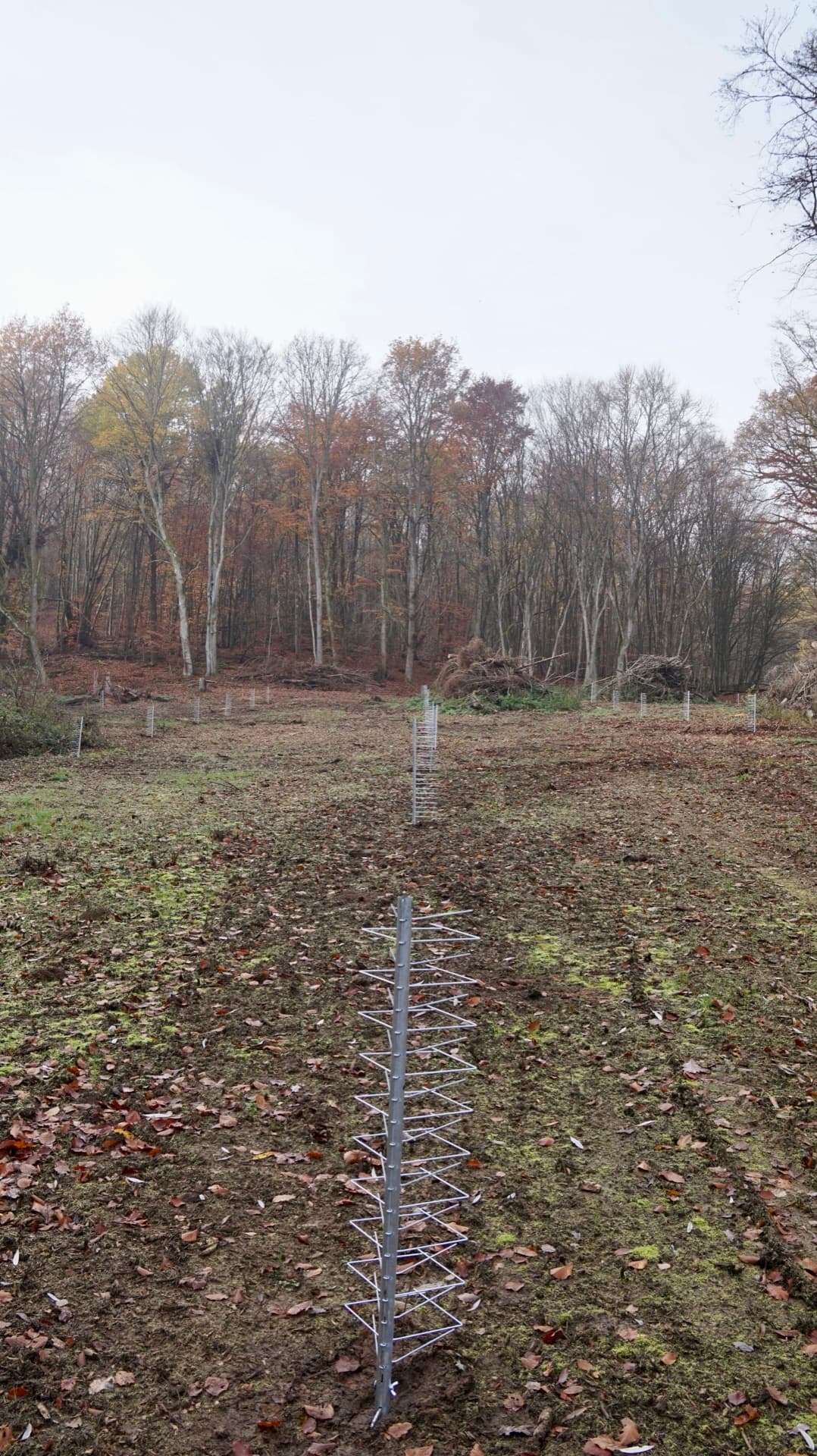 Einzelner FormaWerk Schützer auf einer Aufforstungsfläche