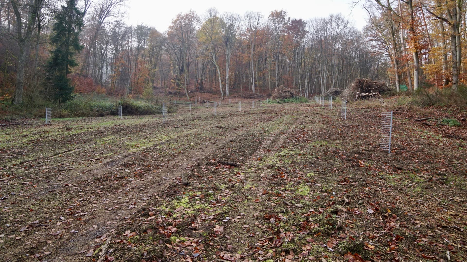 FormaWerk Einzelschützer in Reihen auf einer Kulturfläche