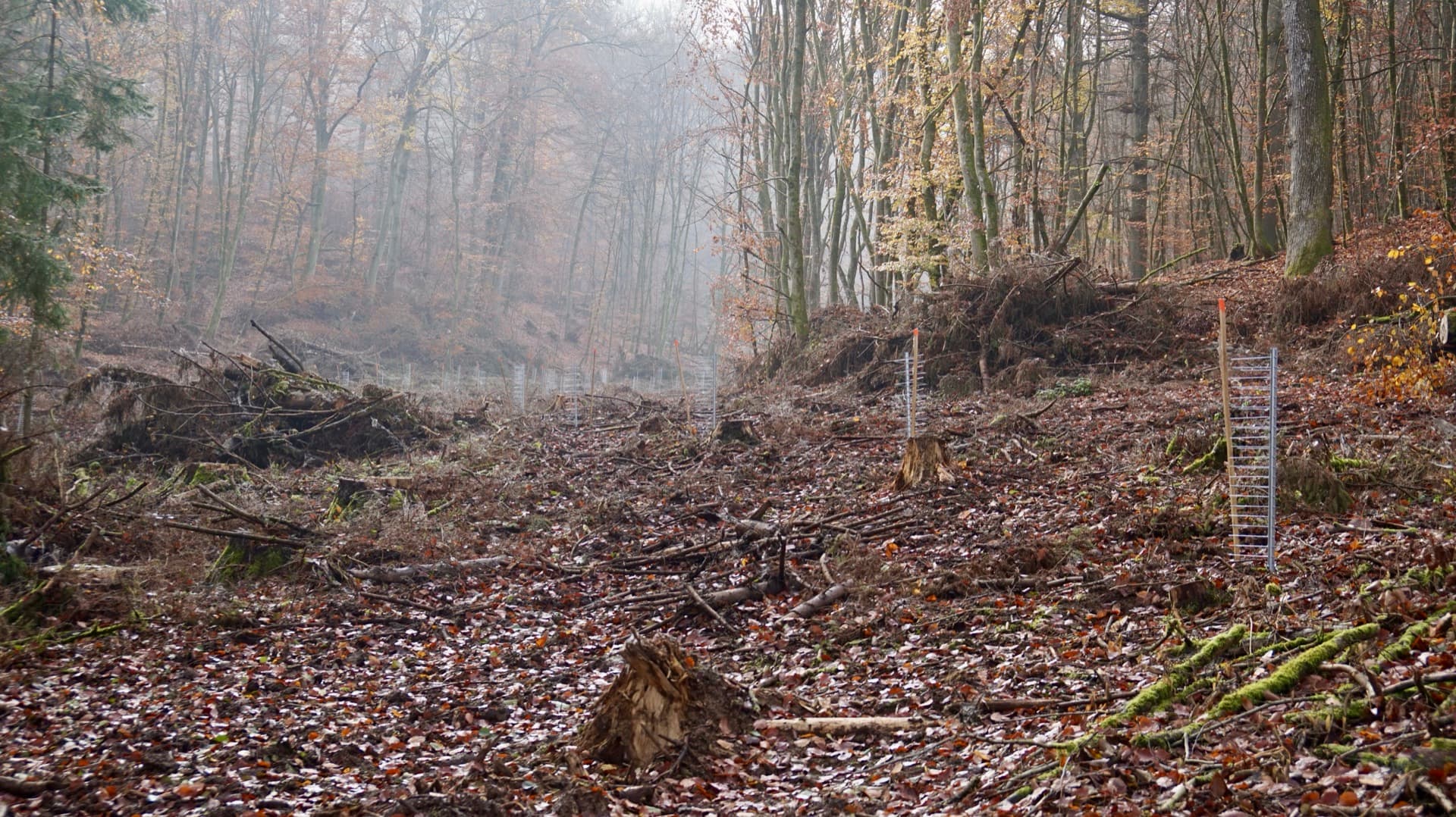 FormaWerk Einzelschützer im nebligen Herbstwald