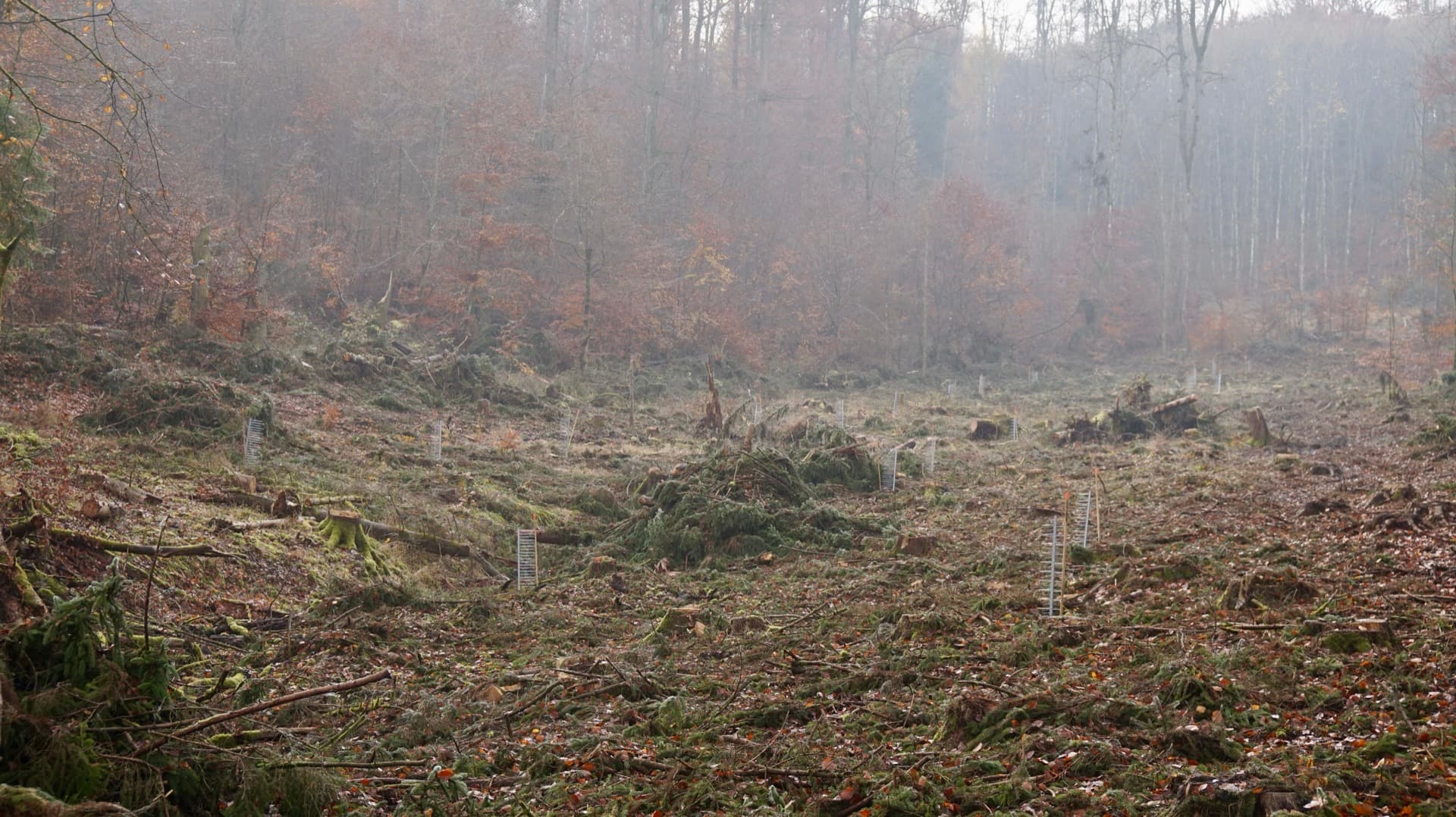 Weiter Blick über eine Aufforstungsfläche mit FormaWerk Schützern